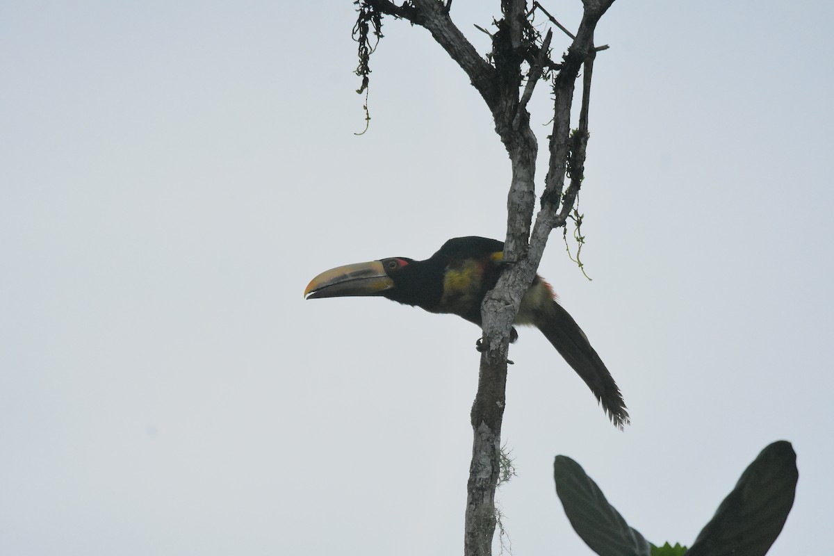 Collared/Pale-mandibled Aracari - ML644667132