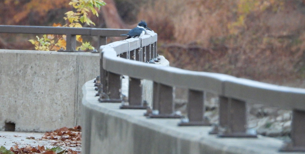 שלדג אמריקני - ML644667138