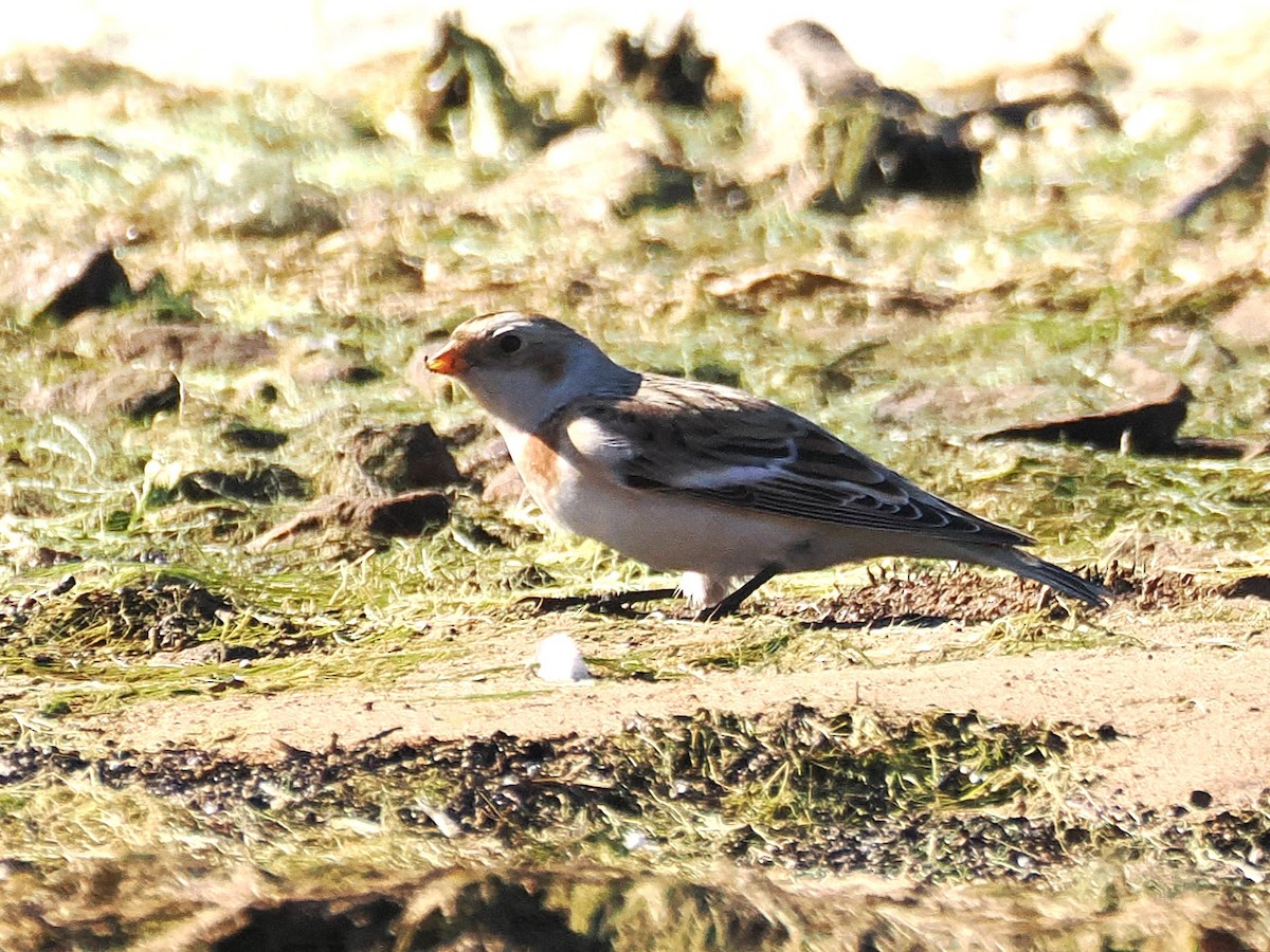 Snow Bunting - ML644667143