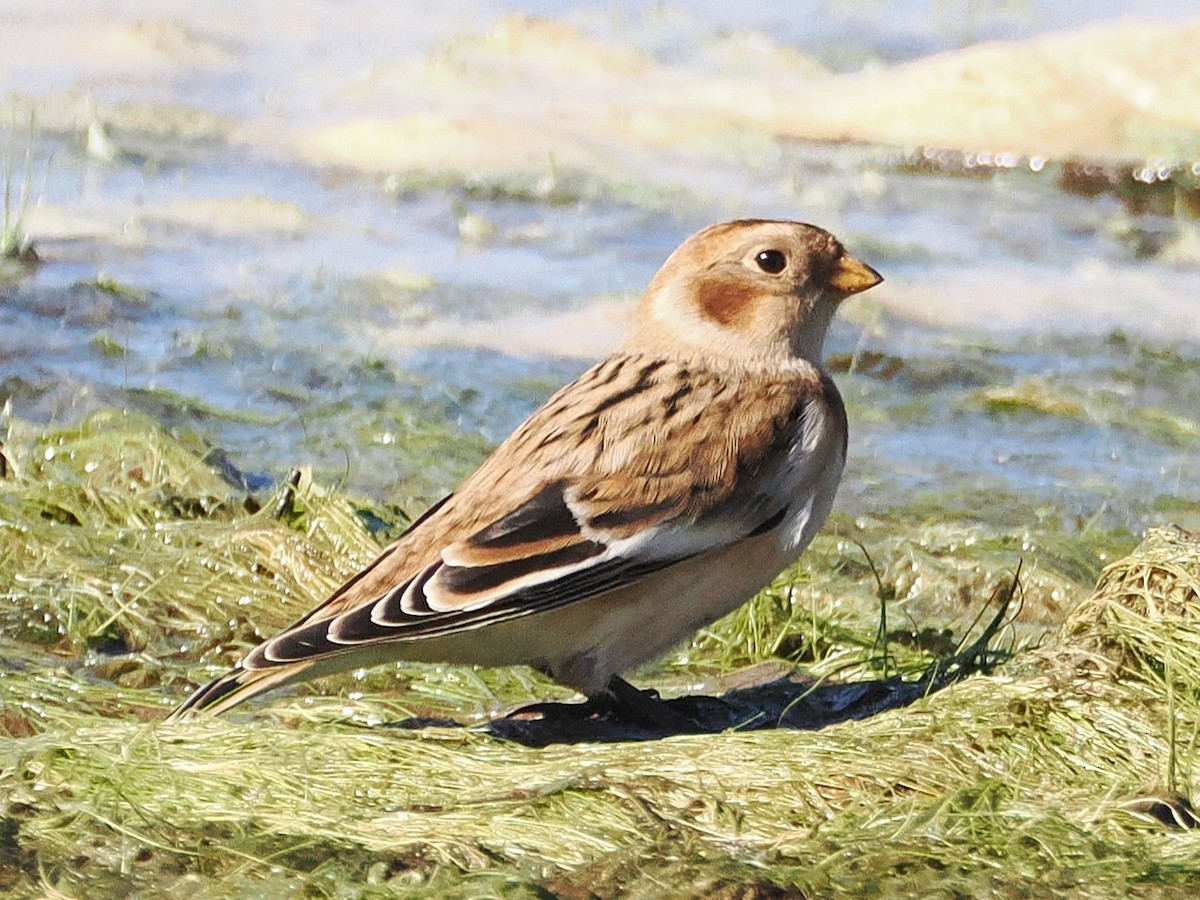 Snow Bunting - ML644667144