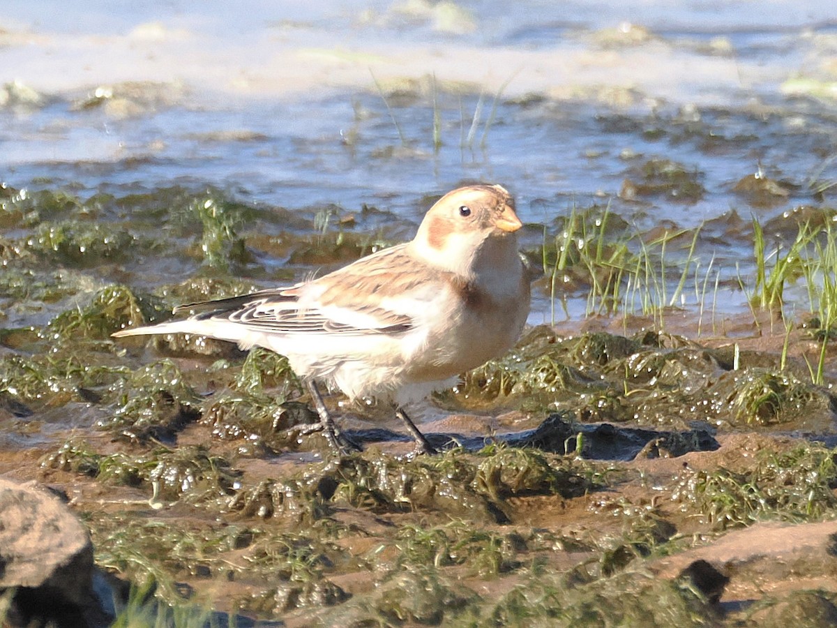 Snow Bunting - ML644667145
