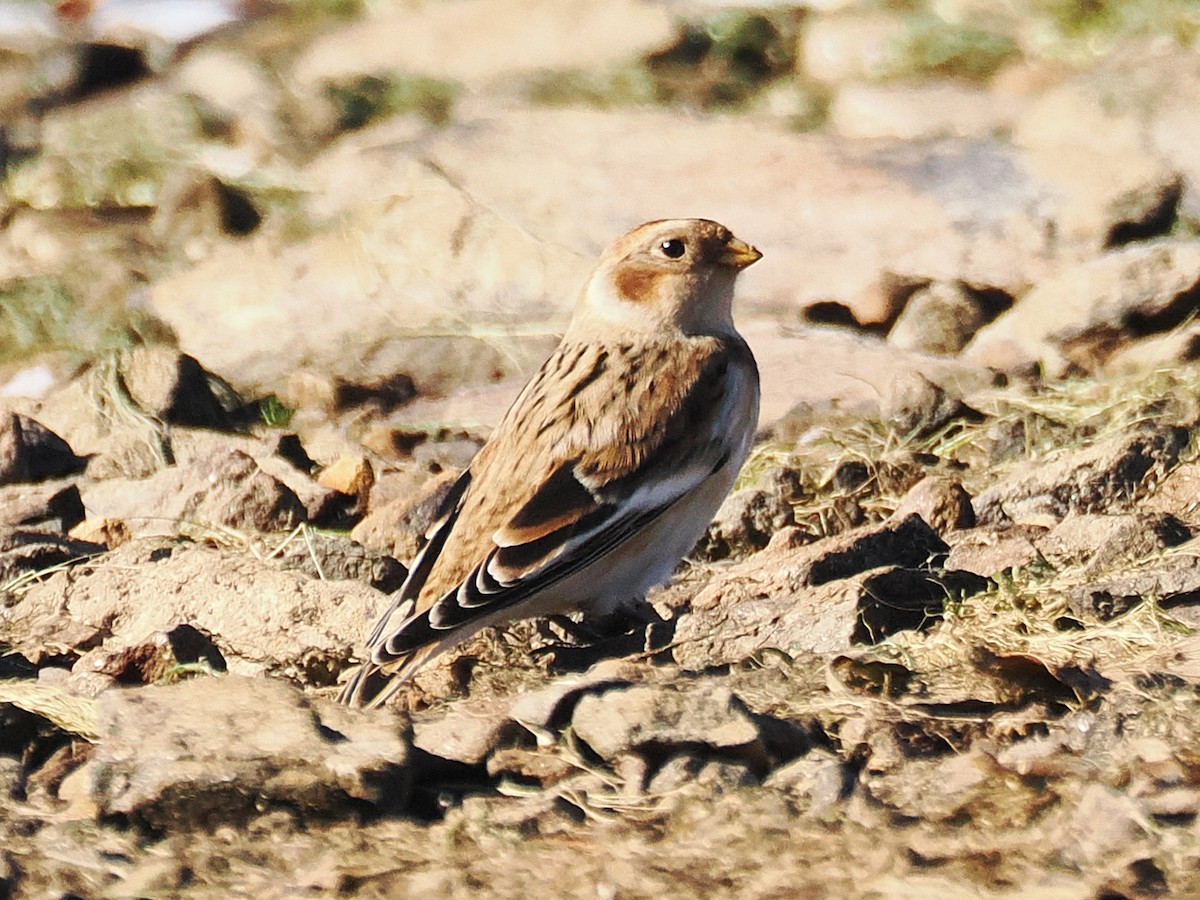 Snow Bunting - ML644667146