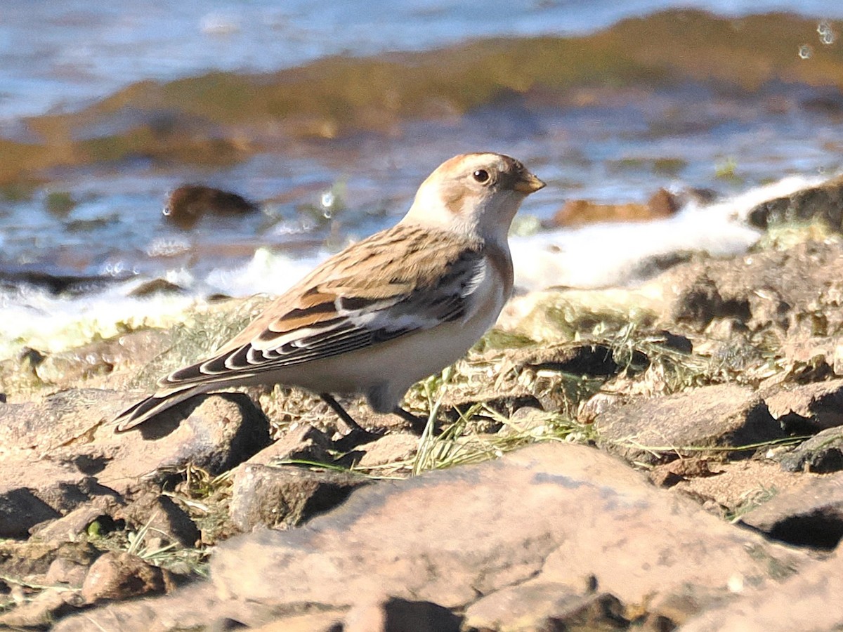 Snow Bunting - ML644667147