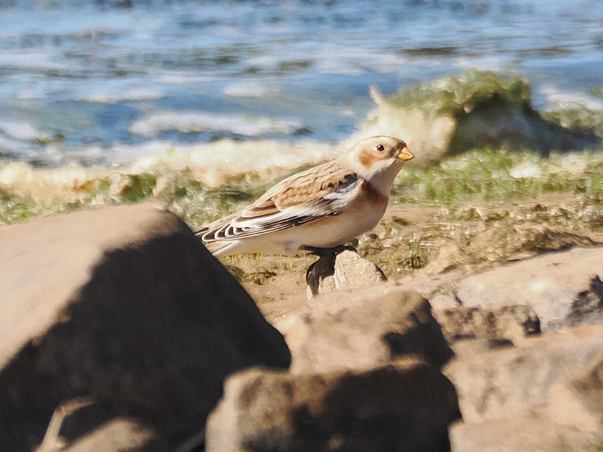 Snow Bunting - ML644667148