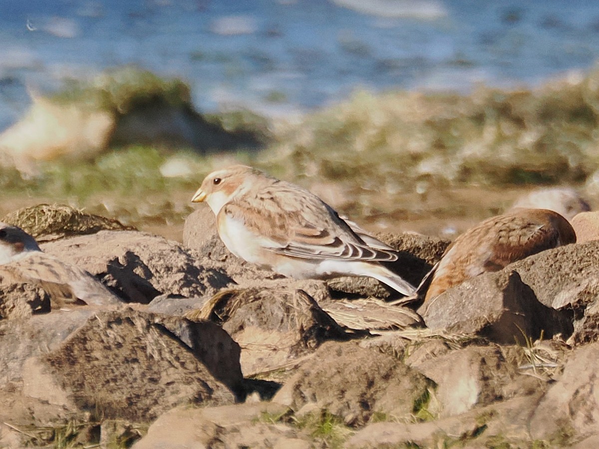 Snow Bunting - ML644667149