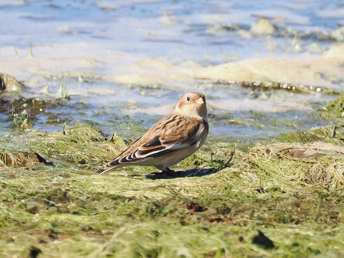 Snow Bunting - ML644667150