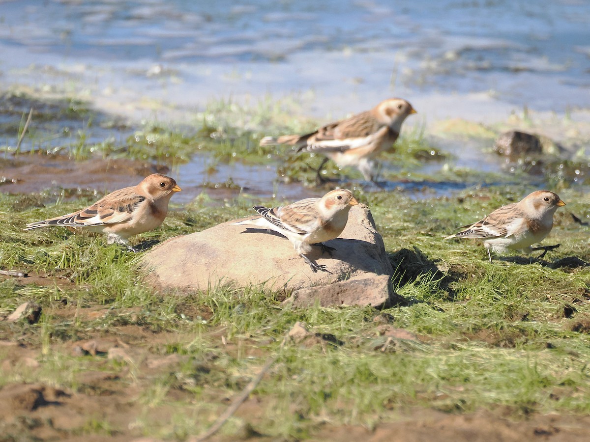 Snow Bunting - ML644667151