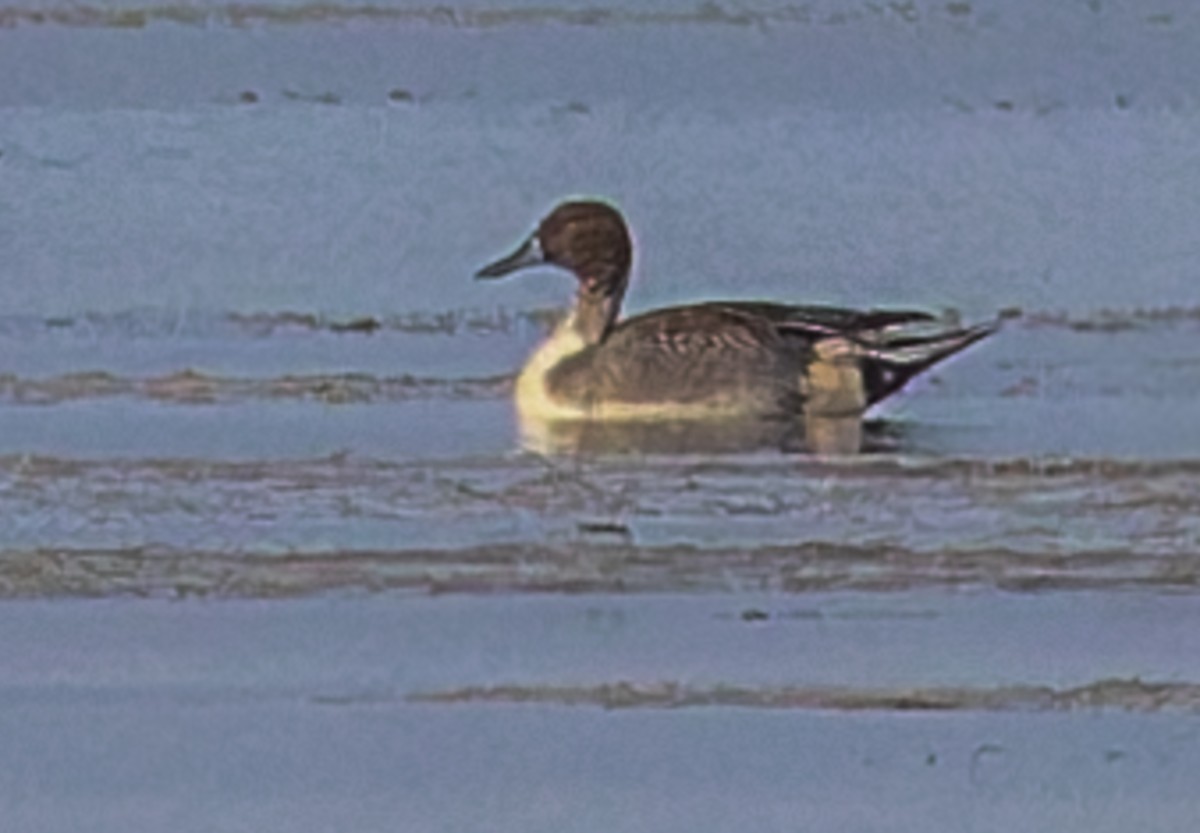 Northern Pintail - ML644667156