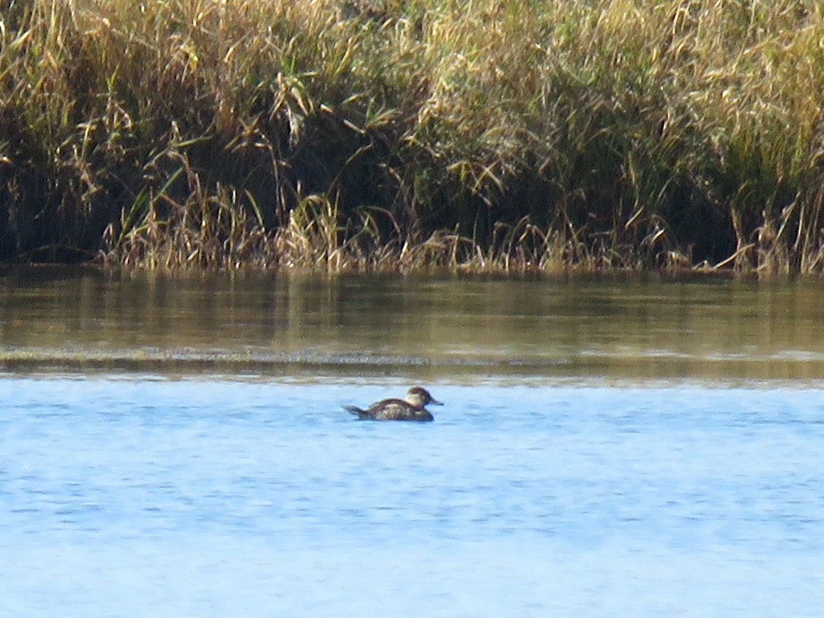 Савка американська - ML644667162