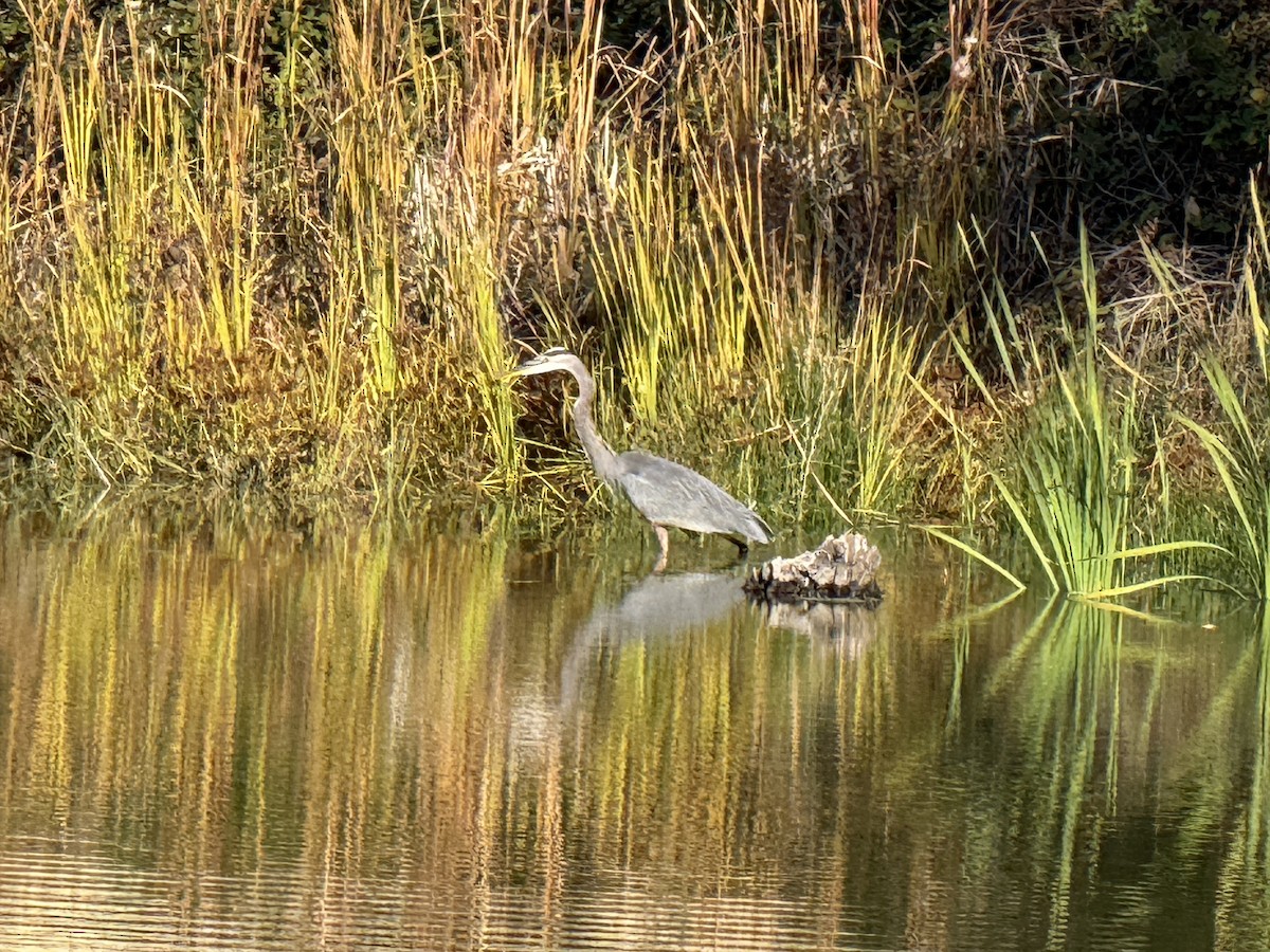 אנפה אמריקנית - ML644667163