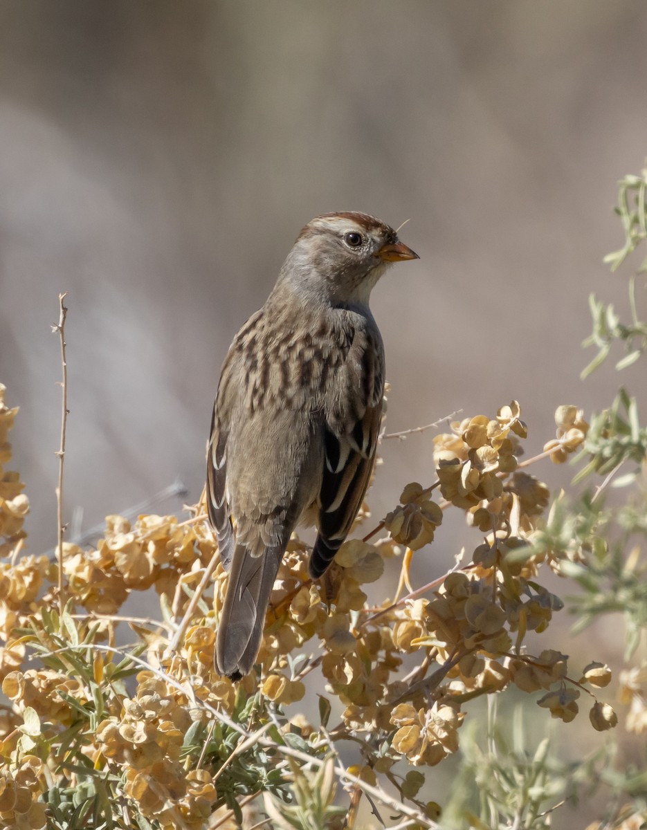 White-crowned Sparrow - ML644667168