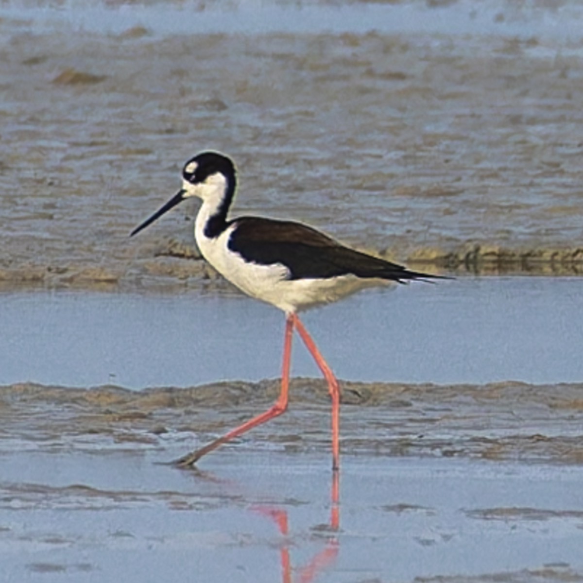 Black-necked Stilt - ML644667170