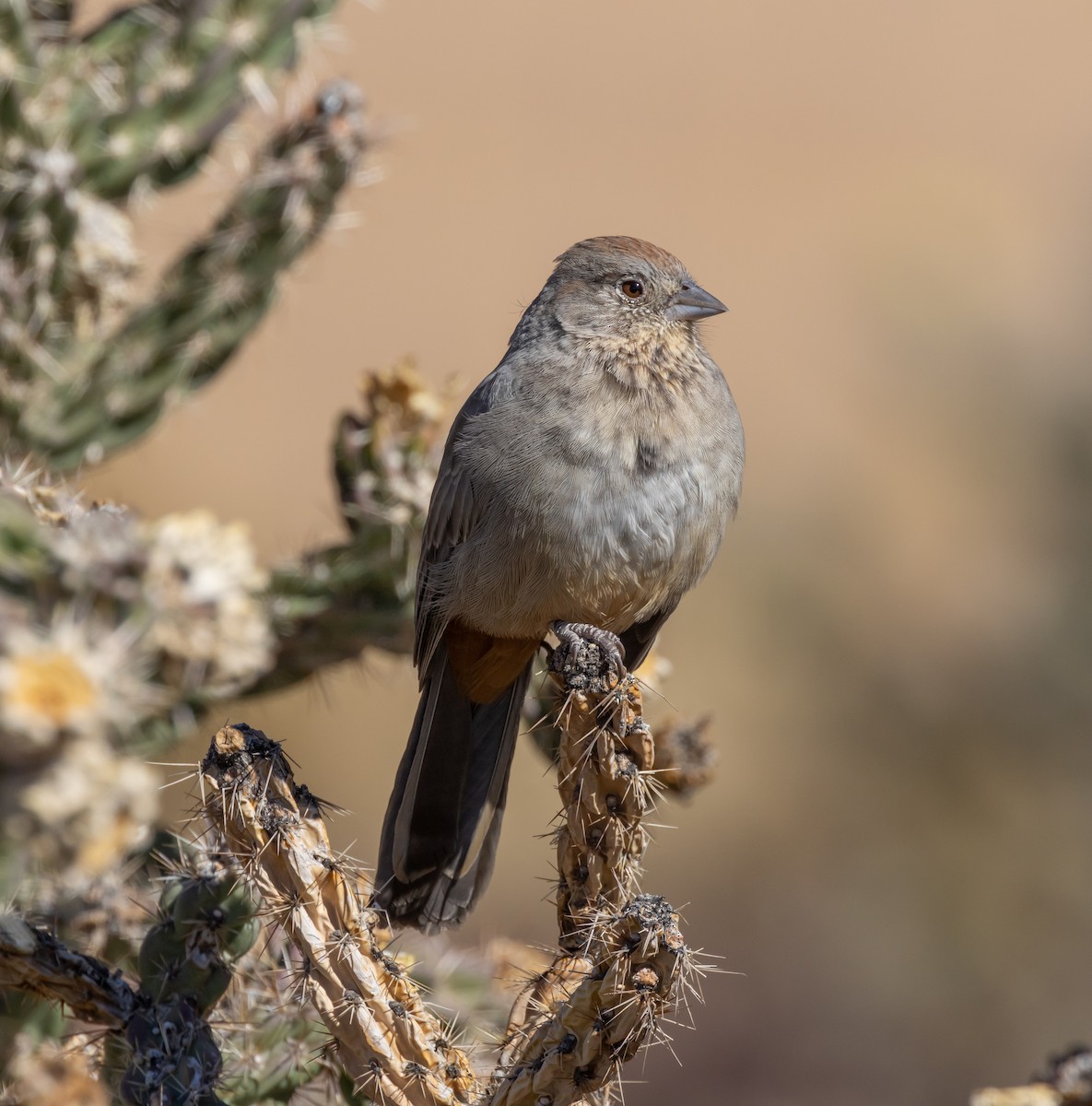 Canyon Towhee - ML644667175