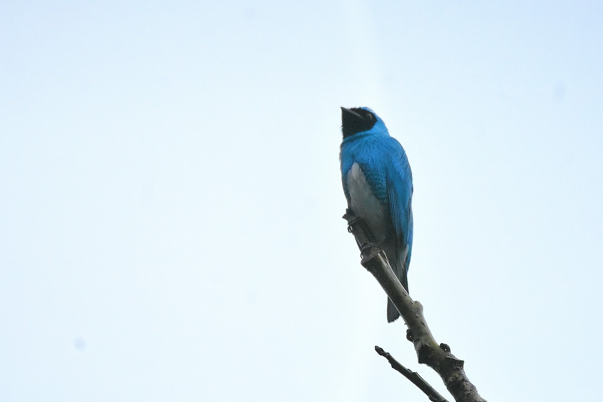 Swallow Tanager - ML644667182