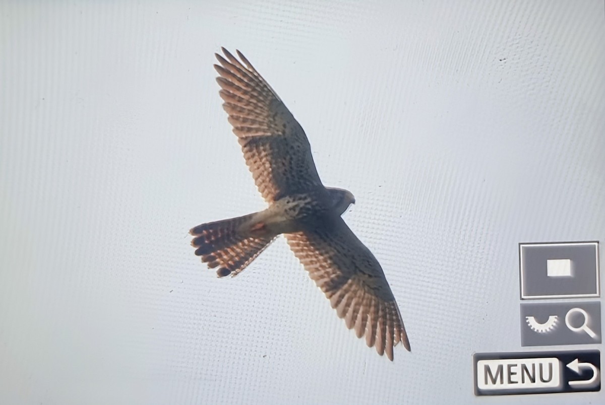 Eurasian Kestrel (Rufescent) - ML644667184