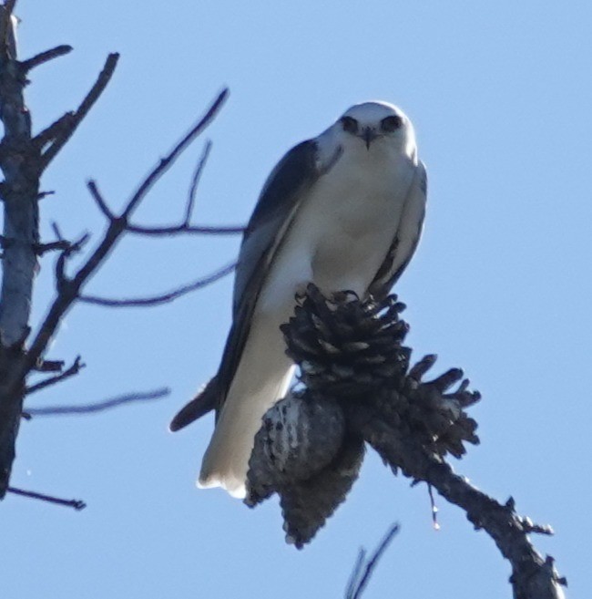 White-tailed Kite - ML644667186