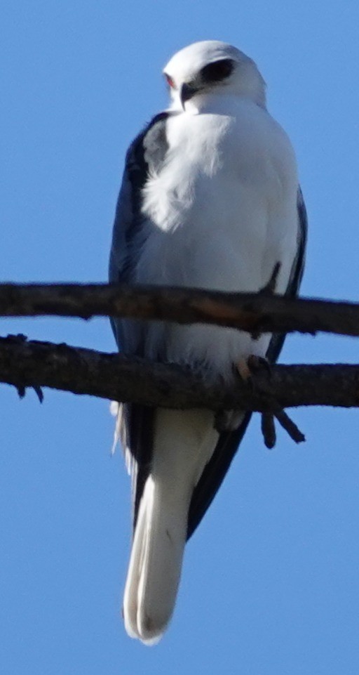 White-tailed Kite - ML644667187