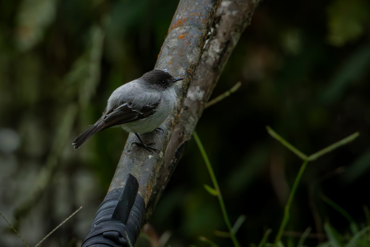 Torrent Tyrannulet - ML644667189