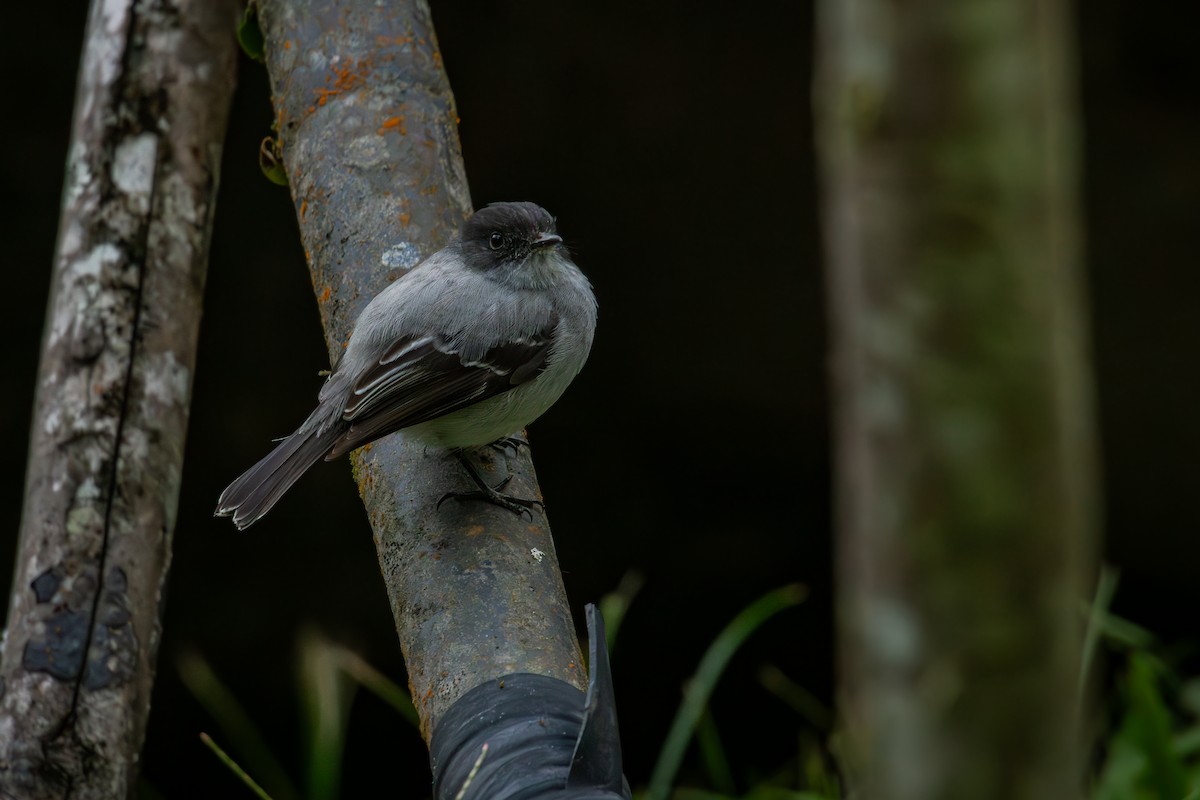 Torrent Tyrannulet - ML644667190