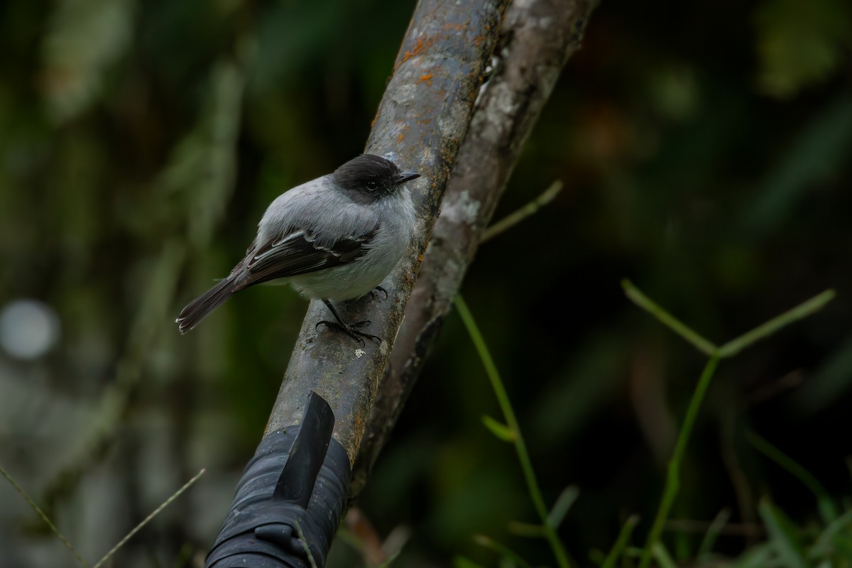 Torrent Tyrannulet - ML644667191