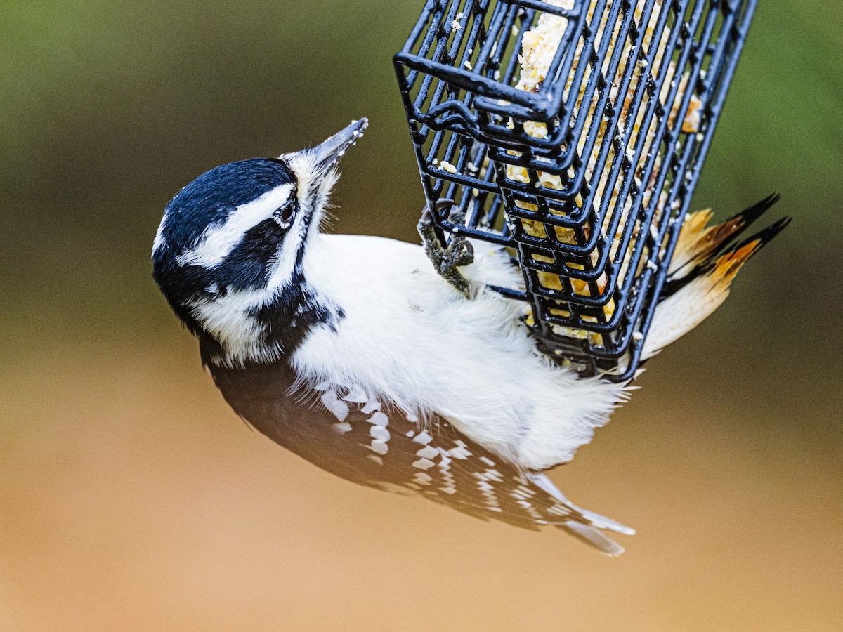 Hairy Woodpecker - ML644667192