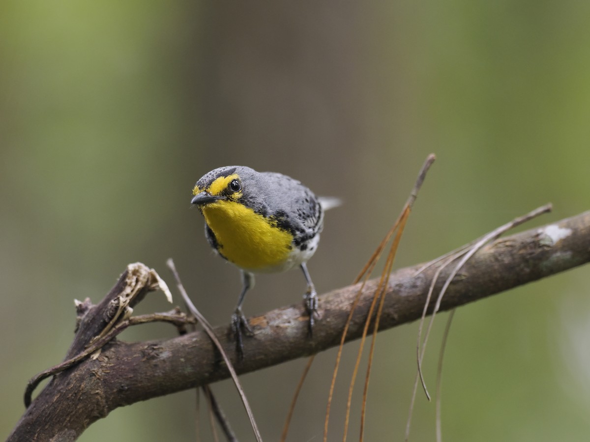 Grace's Warbler - ML644667193