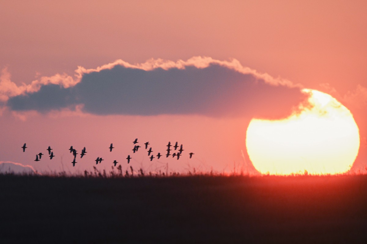 Little Bustard - ML644667194