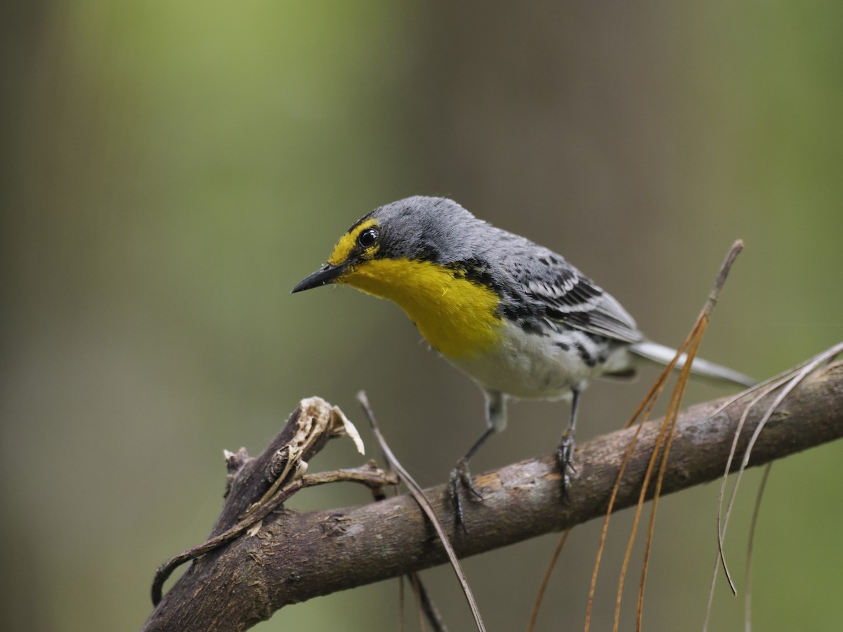 Grace's Warbler - ML644667195