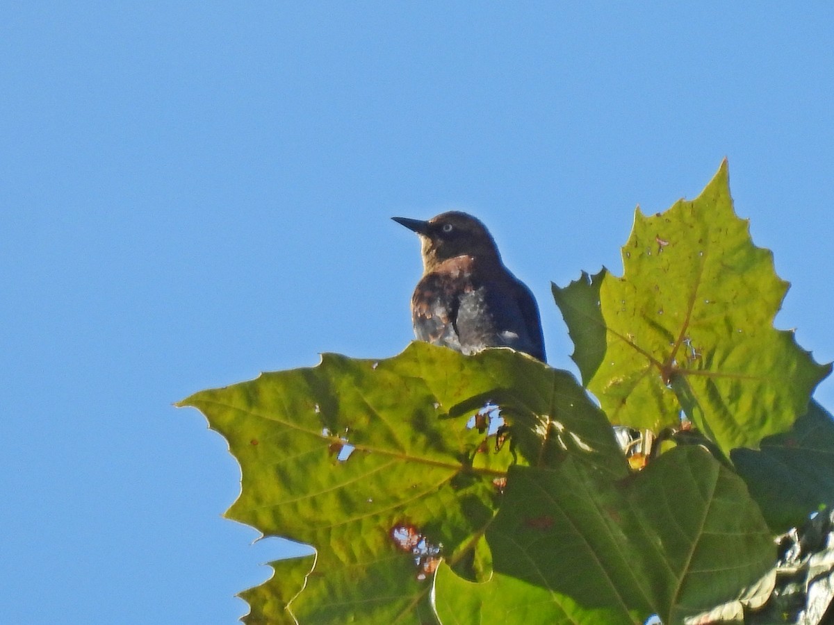 Rusty Blackbird - ML644667196