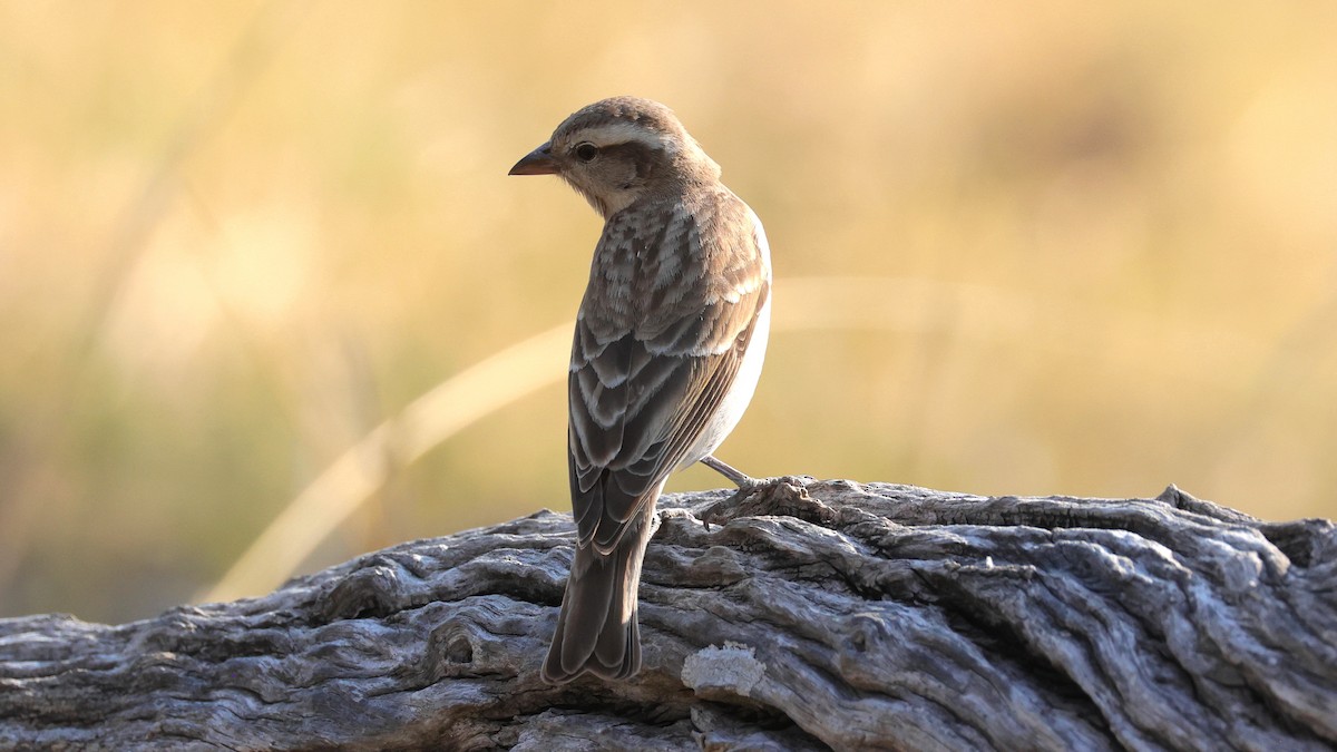 Yellow-throated Bush Sparrow - ML644667198