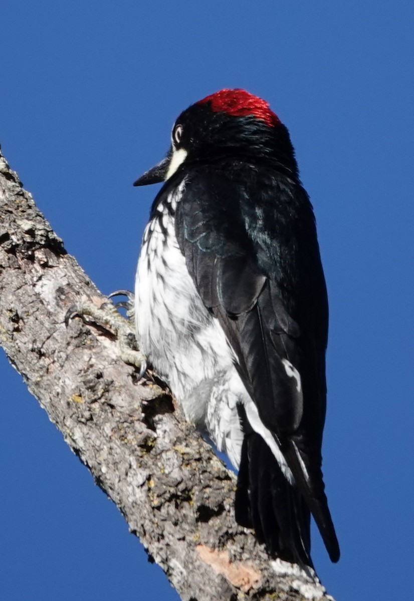 Acorn Woodpecker - ML644667199