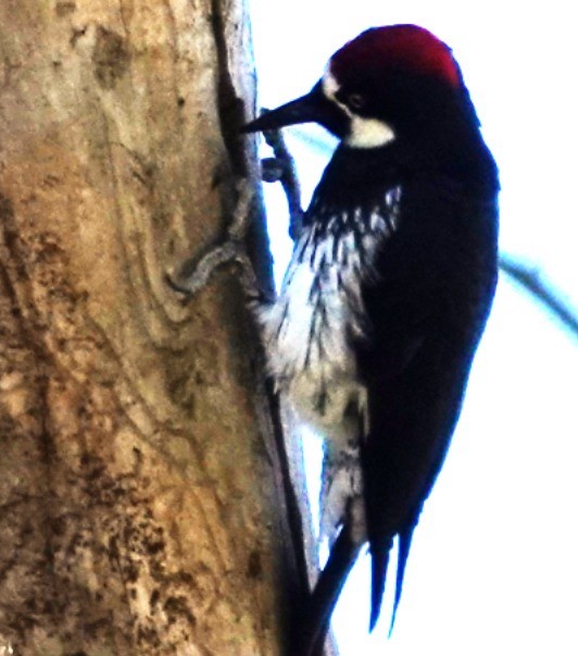 Acorn Woodpecker - ML644667200