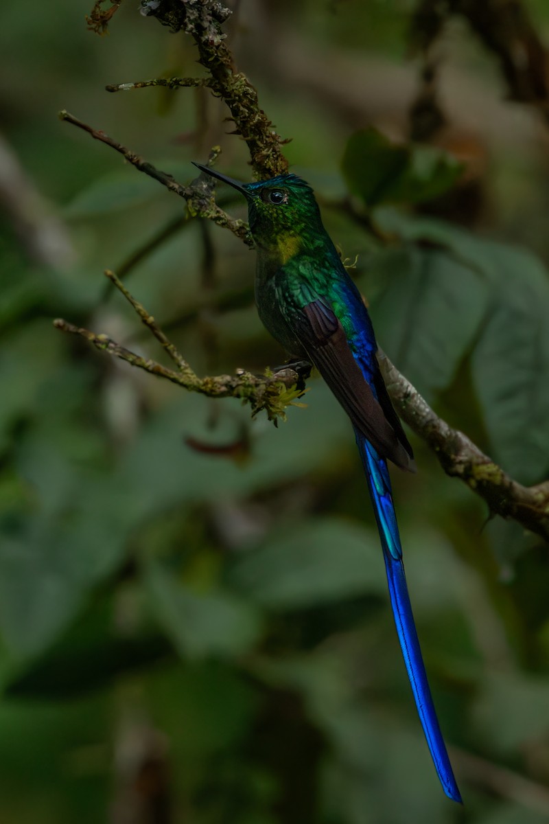 Violet-tailed Sylph - ML644667202