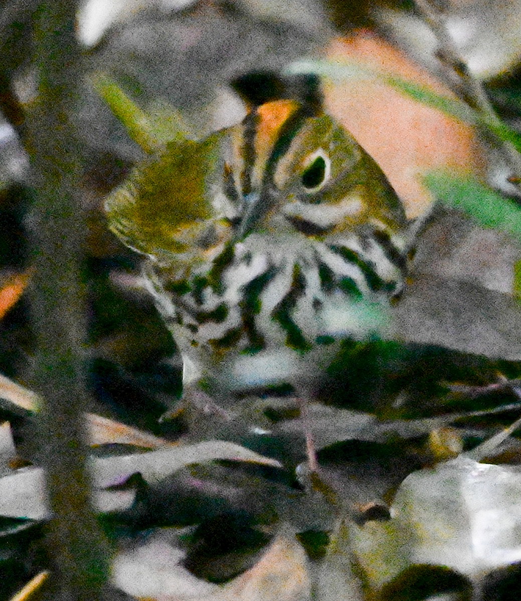 Ovenbird - ML644667203