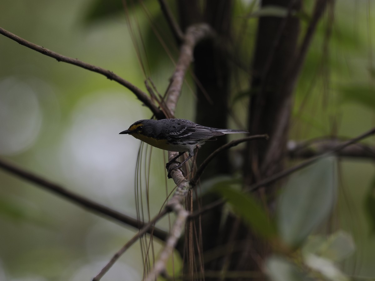 Grace's Warbler - ML644667204