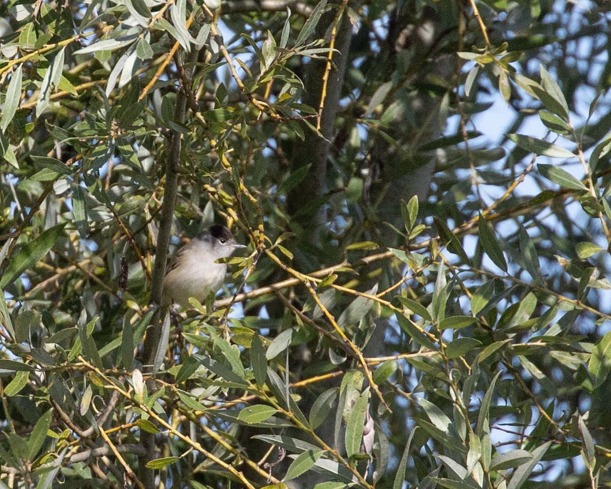 Eurasian Blackcap - ML644667207