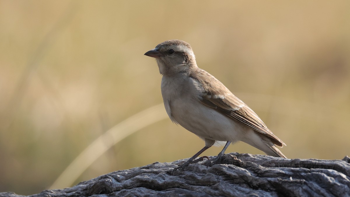 Yellow-throated Bush Sparrow - ML644667210