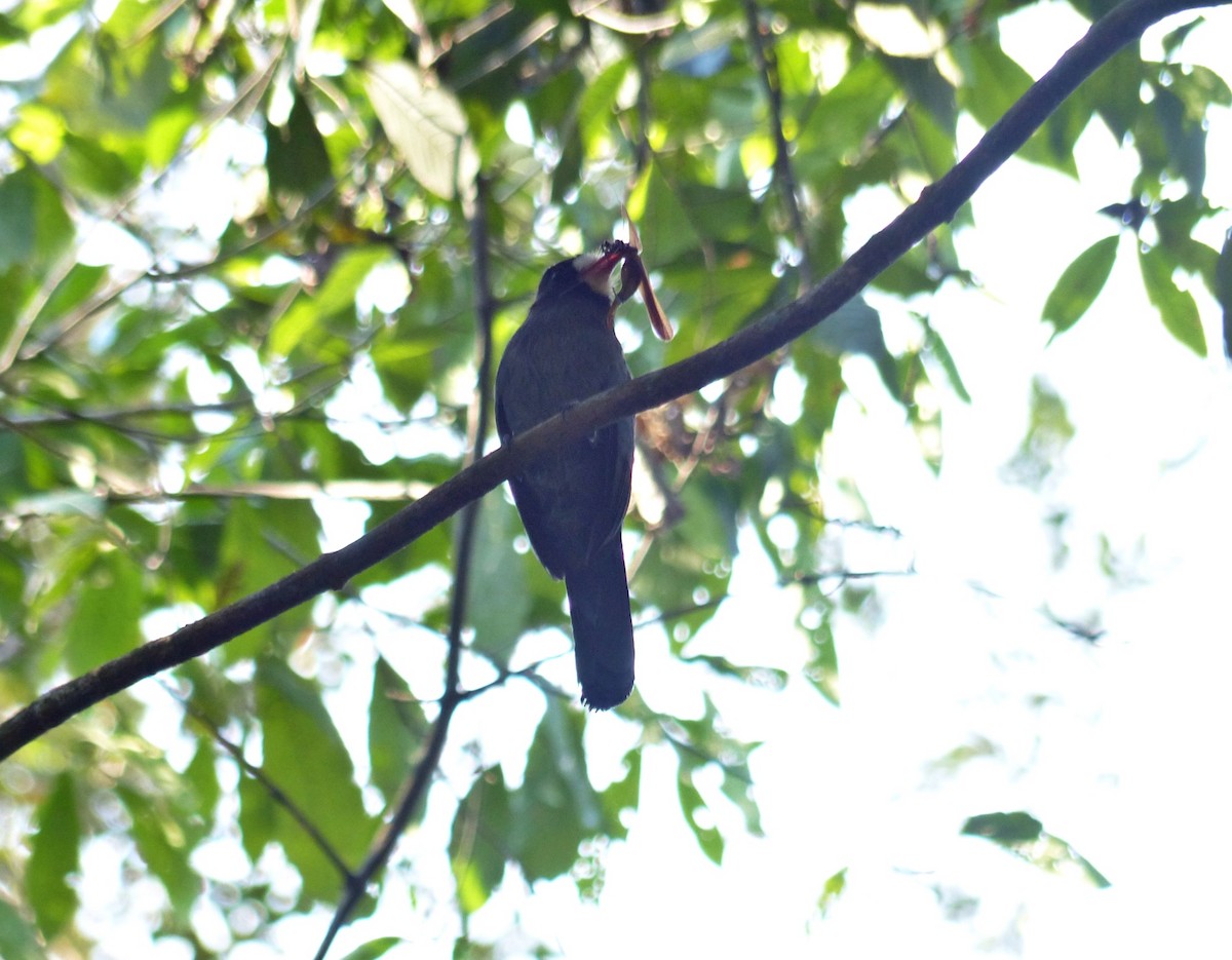 Rufous Motmot - ML644667214