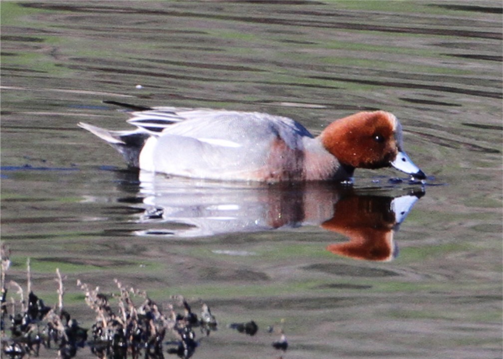 Eurasian Wigeon - ML644667217
