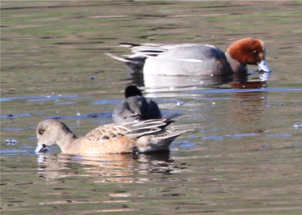 Eurasian Wigeon - ML644667218