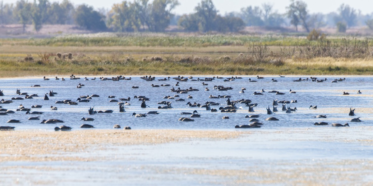 Northern Pintail - ML644667219