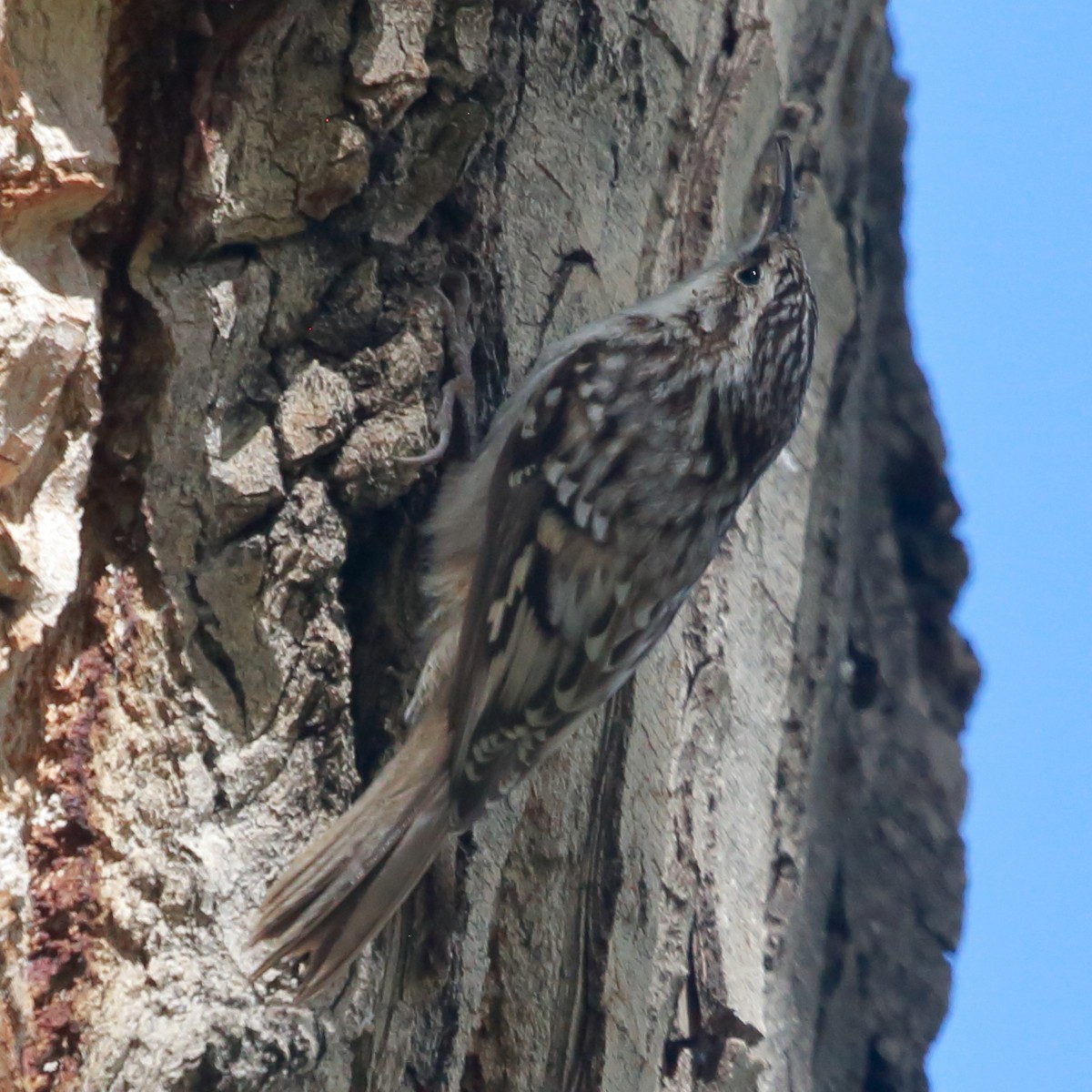 amerikatrekryper - ML644667221