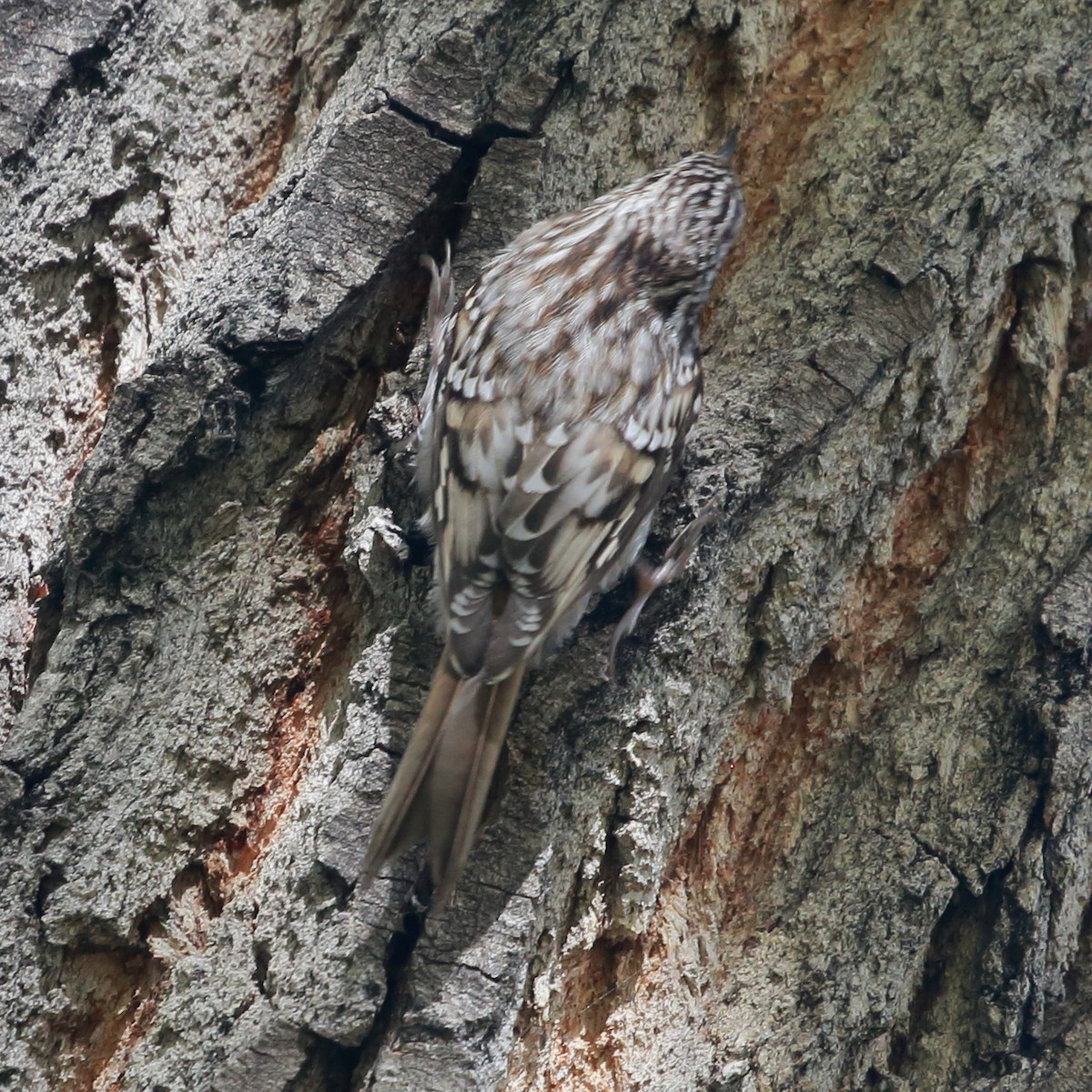 amerikatrekryper - ML644667222