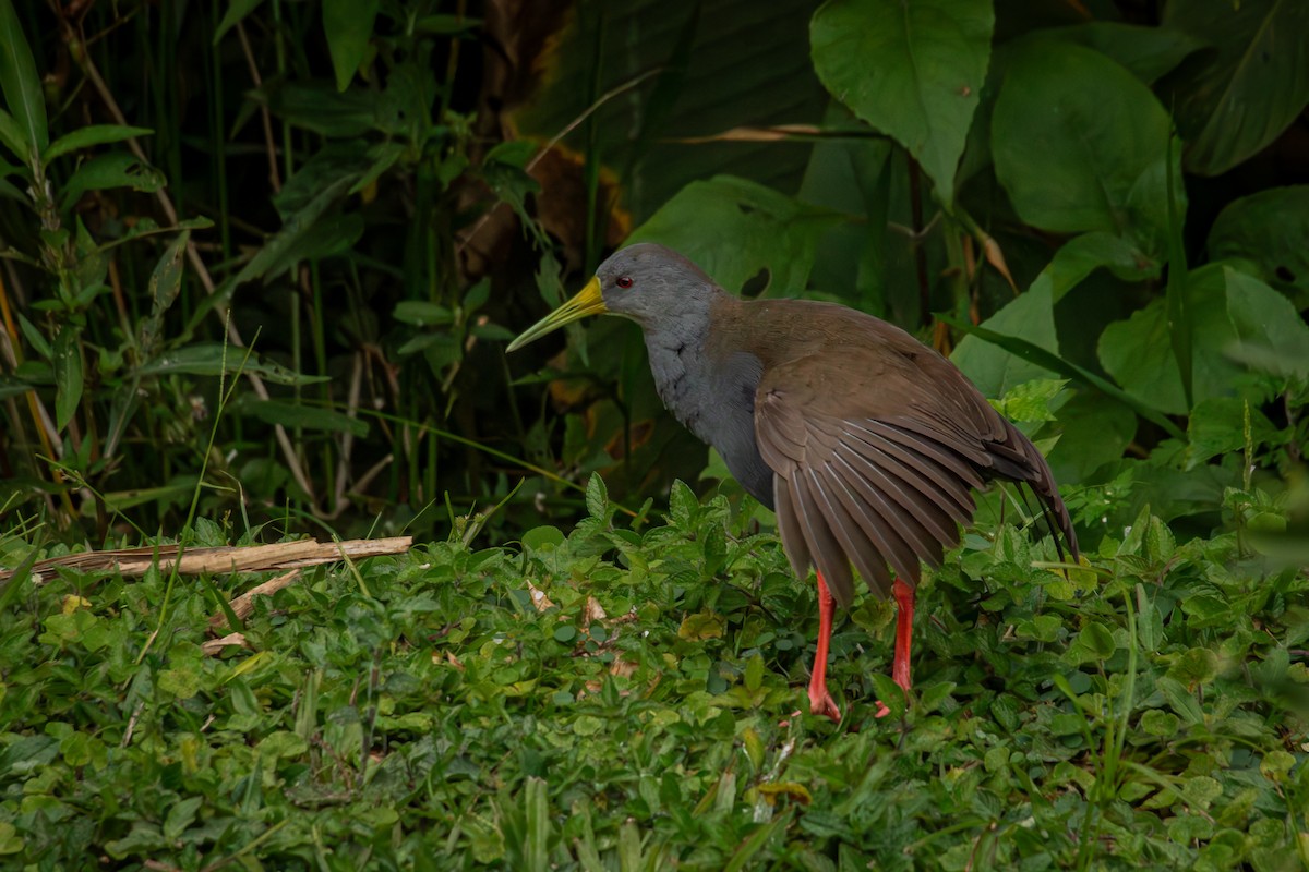 Râle noirâtre - ML644667258