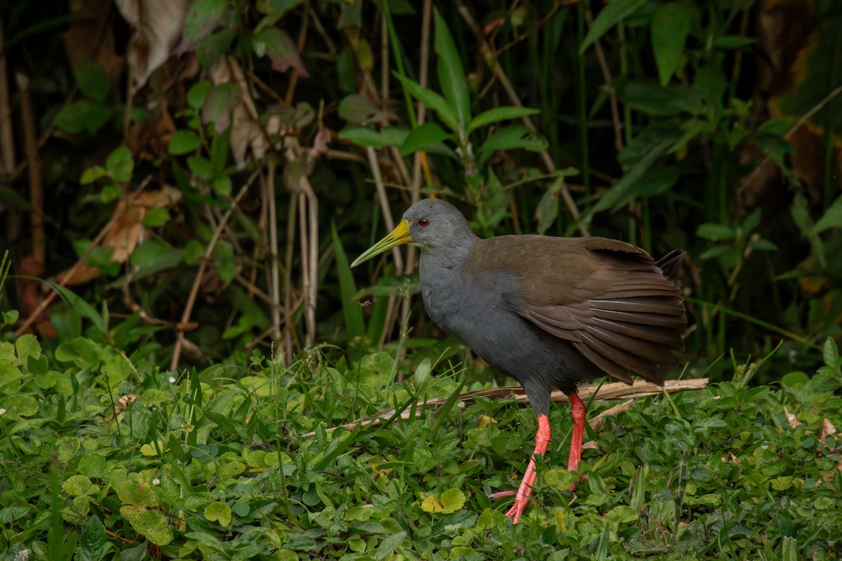 Râle noirâtre - ML644667259