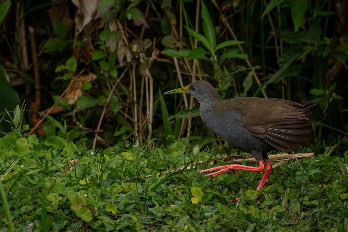 Râle noirâtre - ML644667260