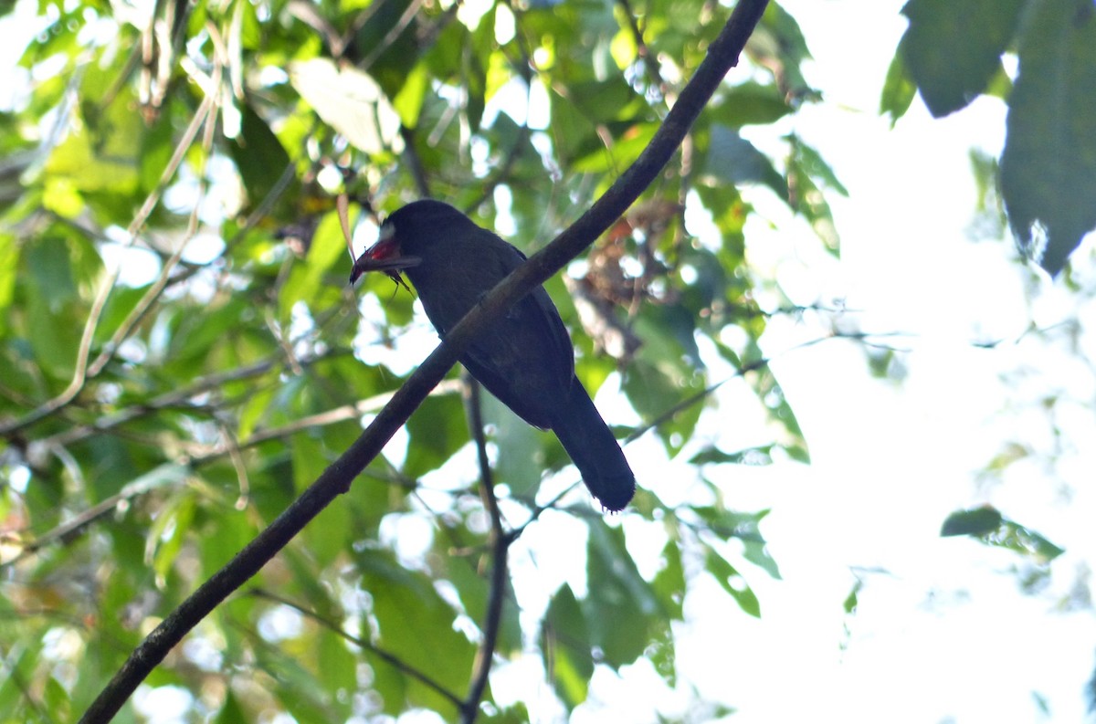 Белолобая монашенка - ML644667262