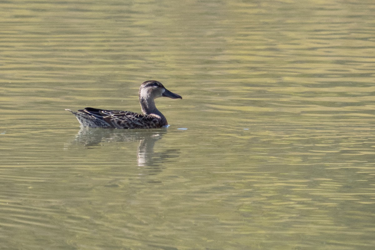 Blue-winged Teal - ML644667265