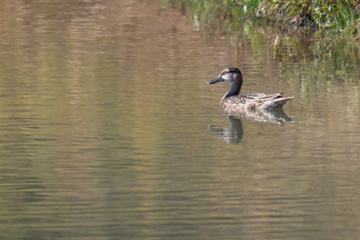 Blue-winged Teal - ML644667266