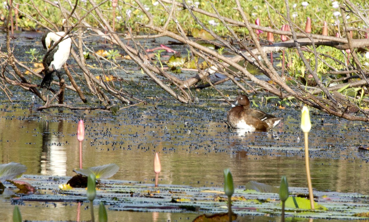 Hardhead - ML644667268